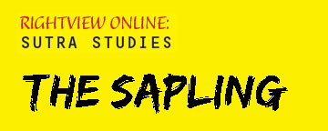 Sapling